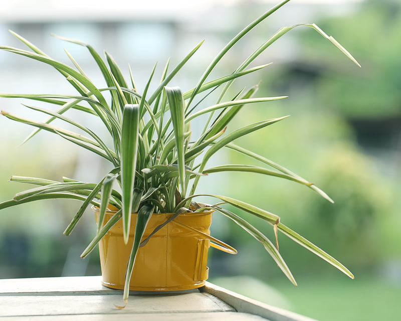 landscape design garden